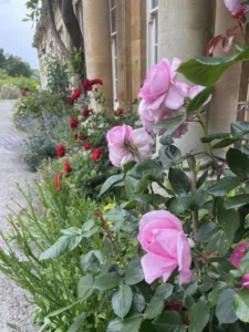 Pink rose in bloom beside a window at Watermoor House